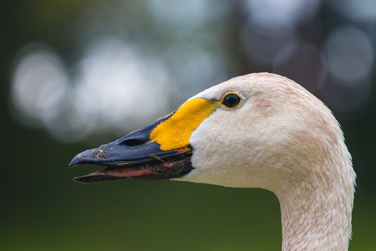 How Rapid Urbanisation Is Affecting Bird Species